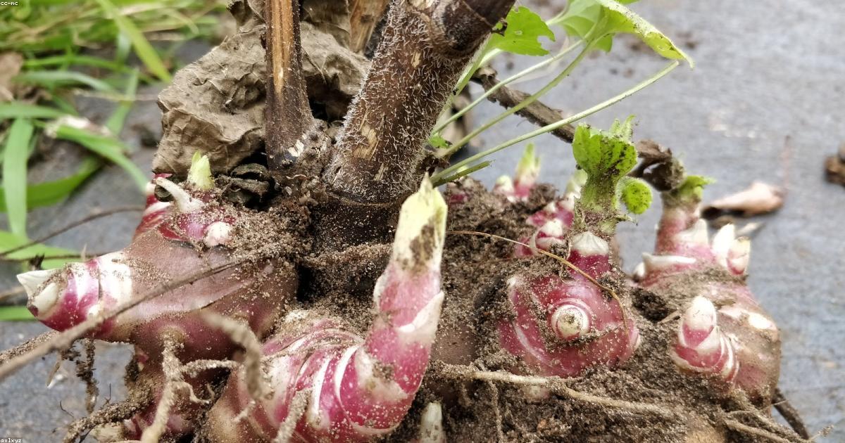 Imagen destacada de Cultivar Lechugas Todo el Año: Siembra Escalonada y Variedades por Estación