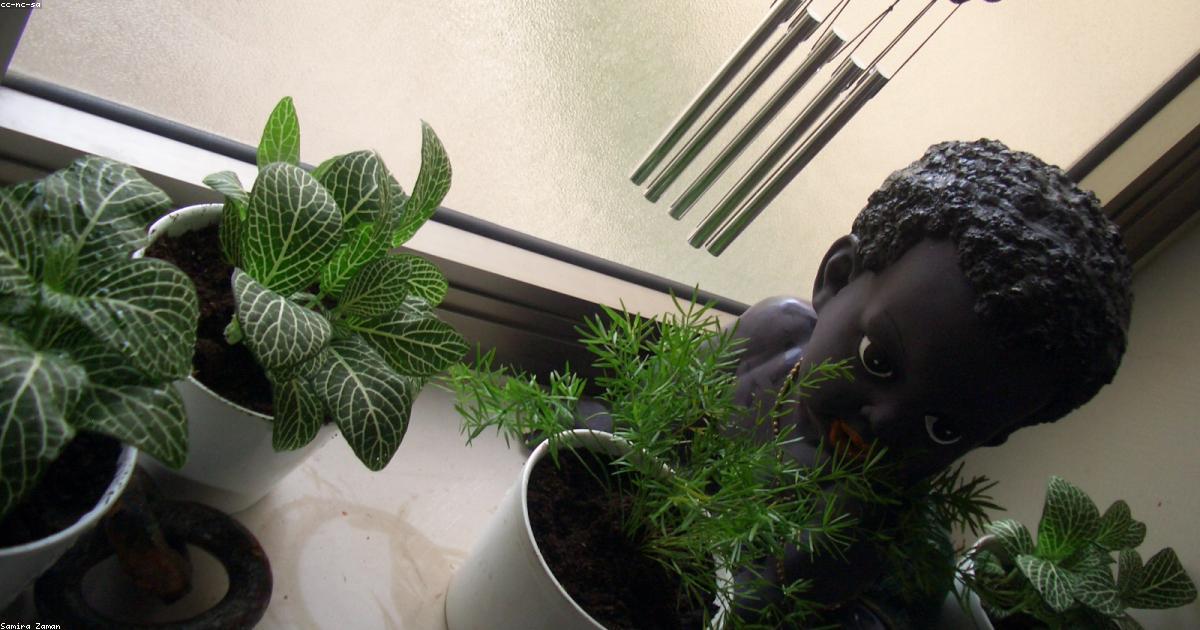 Imagen destacada de Esquejes en Agua: Qué Plantas Funcionan y Cuáles No